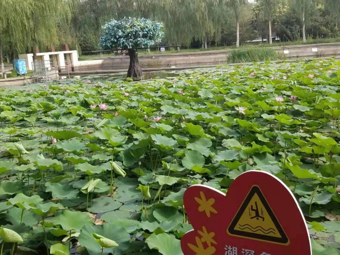 挺水植物施工案例 